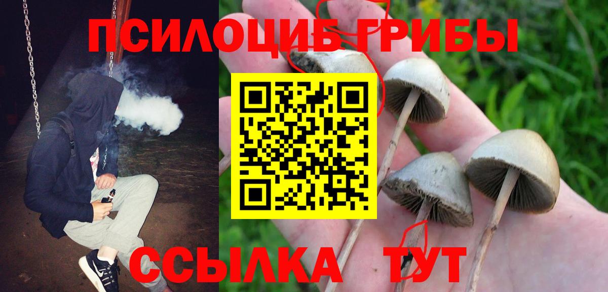 Галлюциногенные грибы Psilocybine cubensis Красноармейск